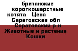 британские короткошерстные котята › Цена ­ 10 000 - Саратовская обл., Саратовский р-н Животные и растения » Кошки   